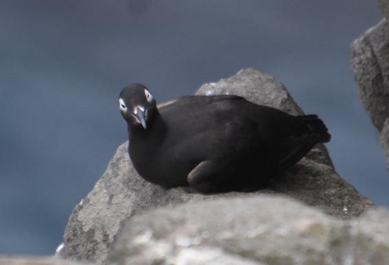 Spectacled Guillemot - ML640686618