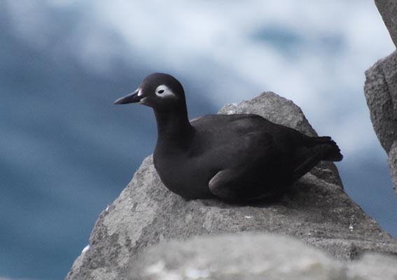 Spectacled Guillemot - ML640686620