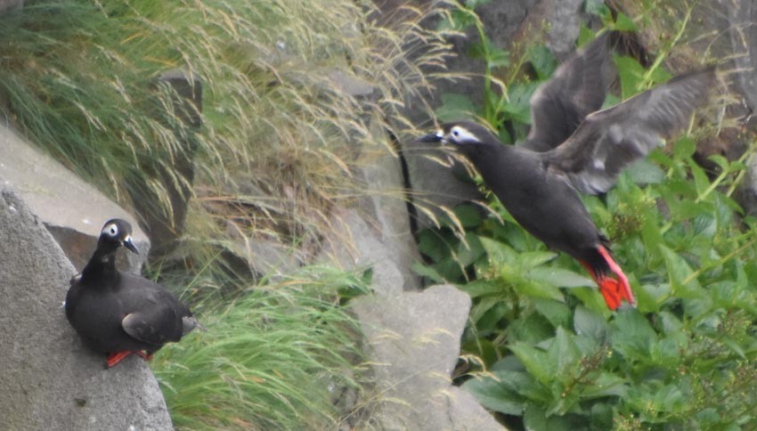 Spectacled Guillemot - ML640686621