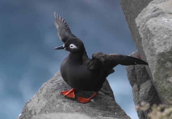 Spectacled Guillemot - ML640686622