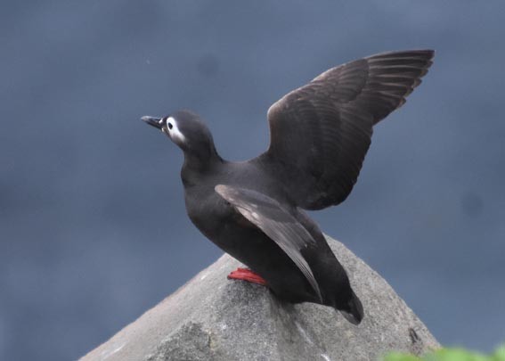 Spectacled Guillemot - ML640686625
