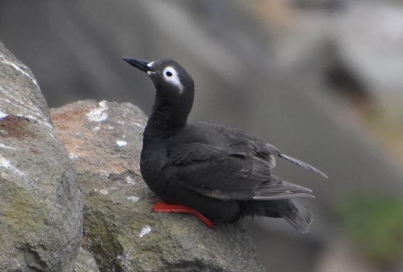 Spectacled Guillemot - ML640686638