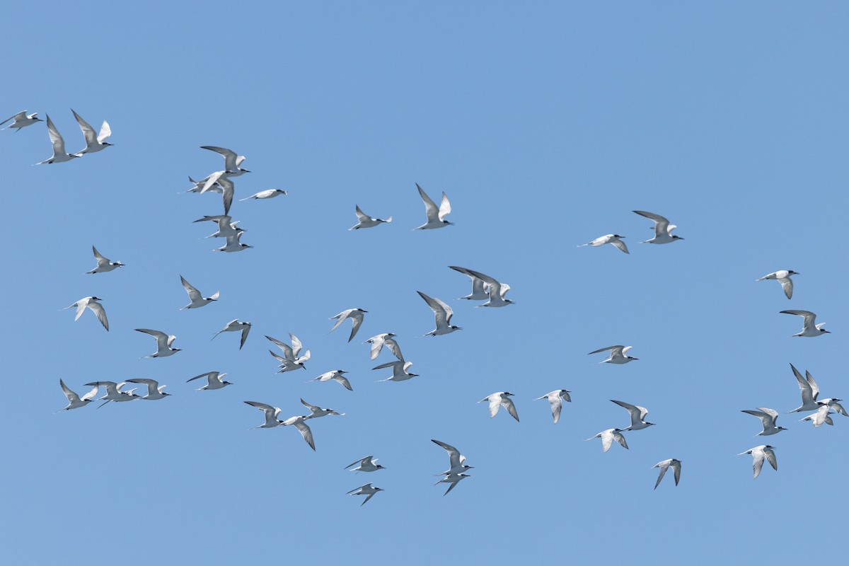 Common Tern (longipennis) - ML640686639