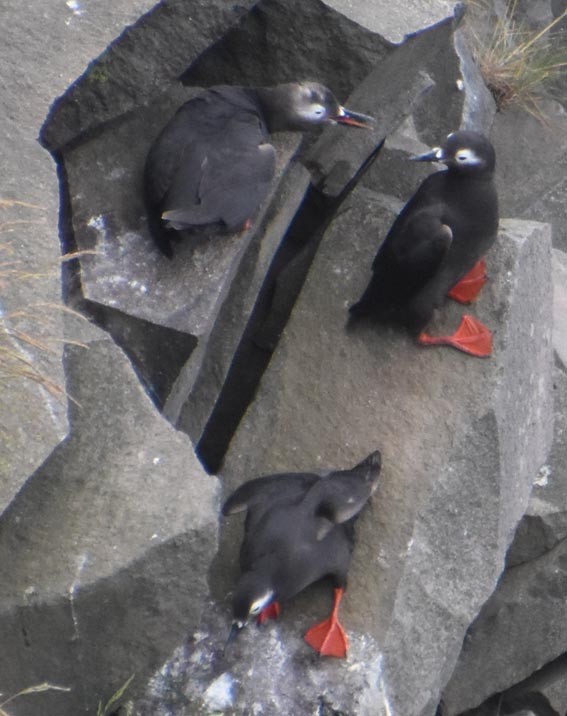 Spectacled Guillemot - ML640686644