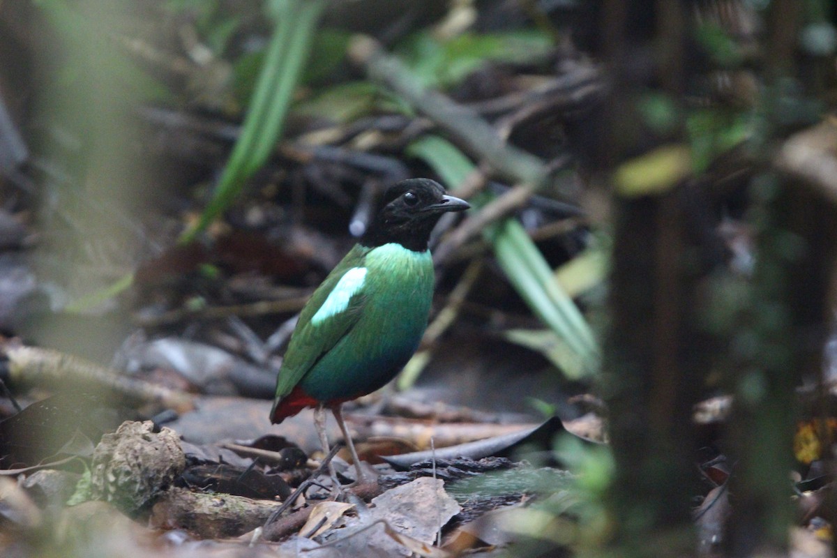 Eastern Hooded Pitta - ML640686659