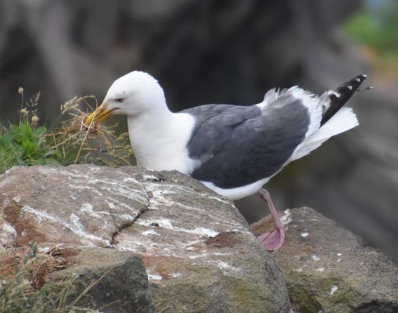 オオセグロカモメ - ML640686672