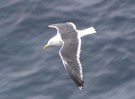 オオセグロカモメ - ML640686673