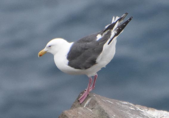 オオセグロカモメ - ML640686677