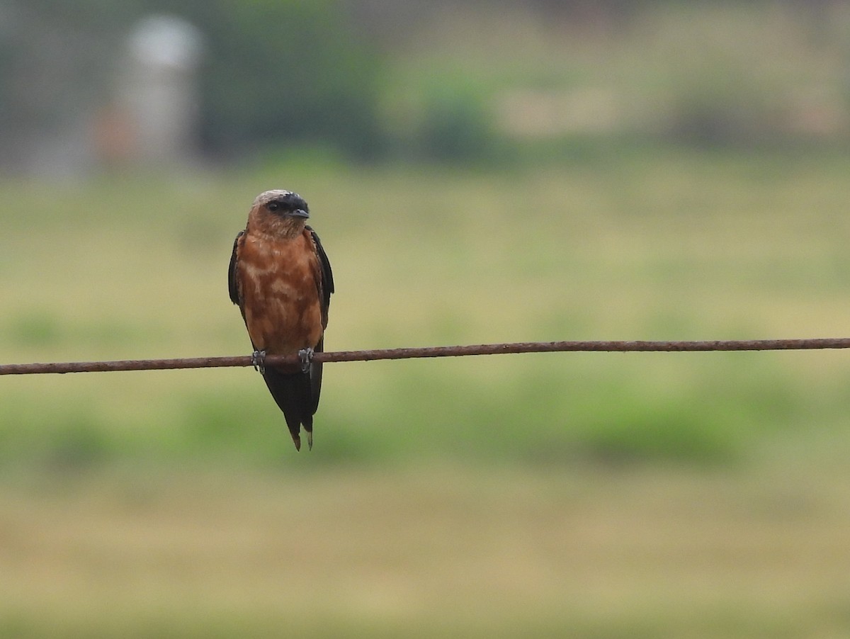 Sri Lanka Swallow - ML640686688