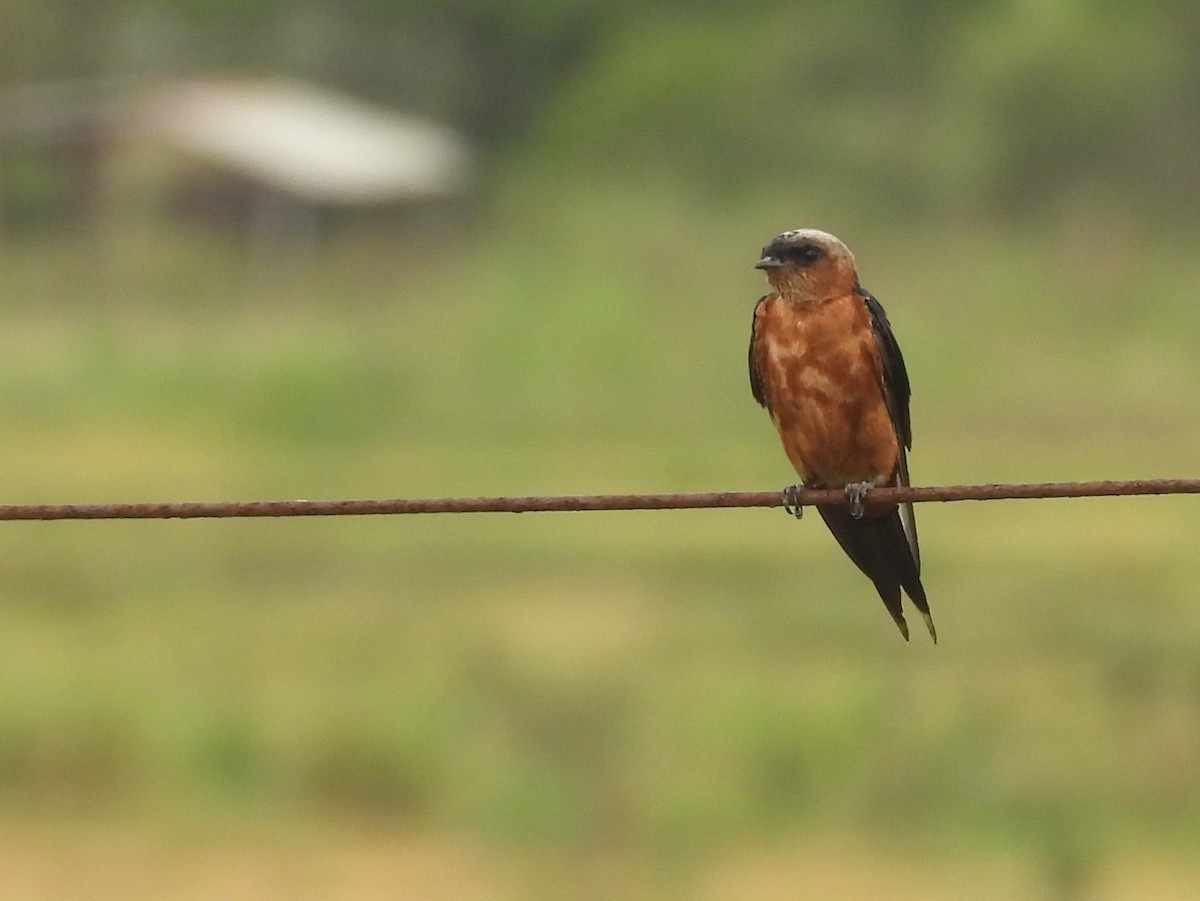 Sri Lanka Swallow - ML640686689