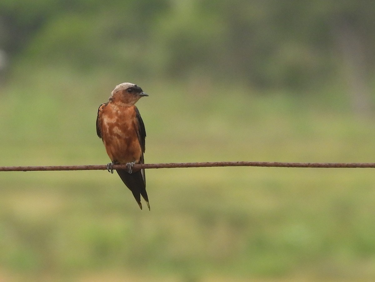 Sri Lanka Swallow - ML640686691