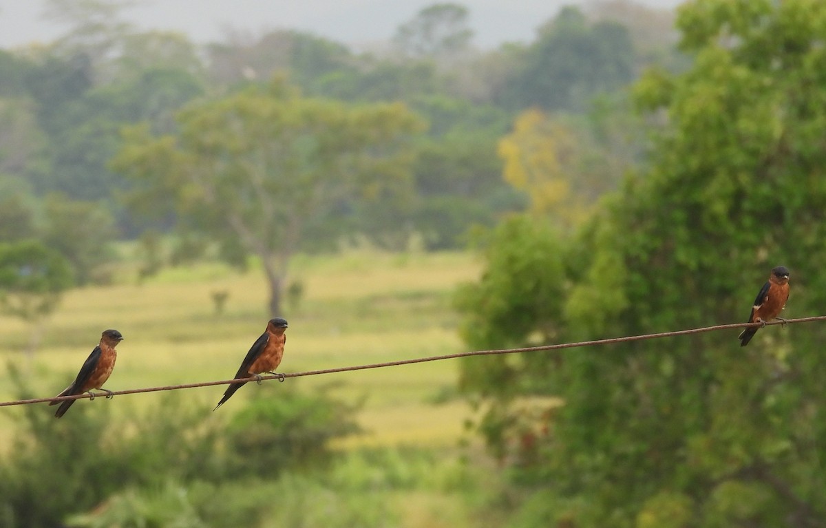 Sri Lanka Swallow - ML640686694