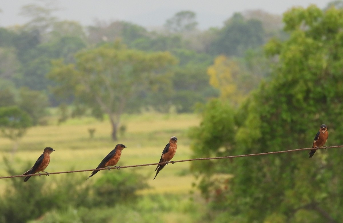 Sri Lanka Swallow - ML640686695