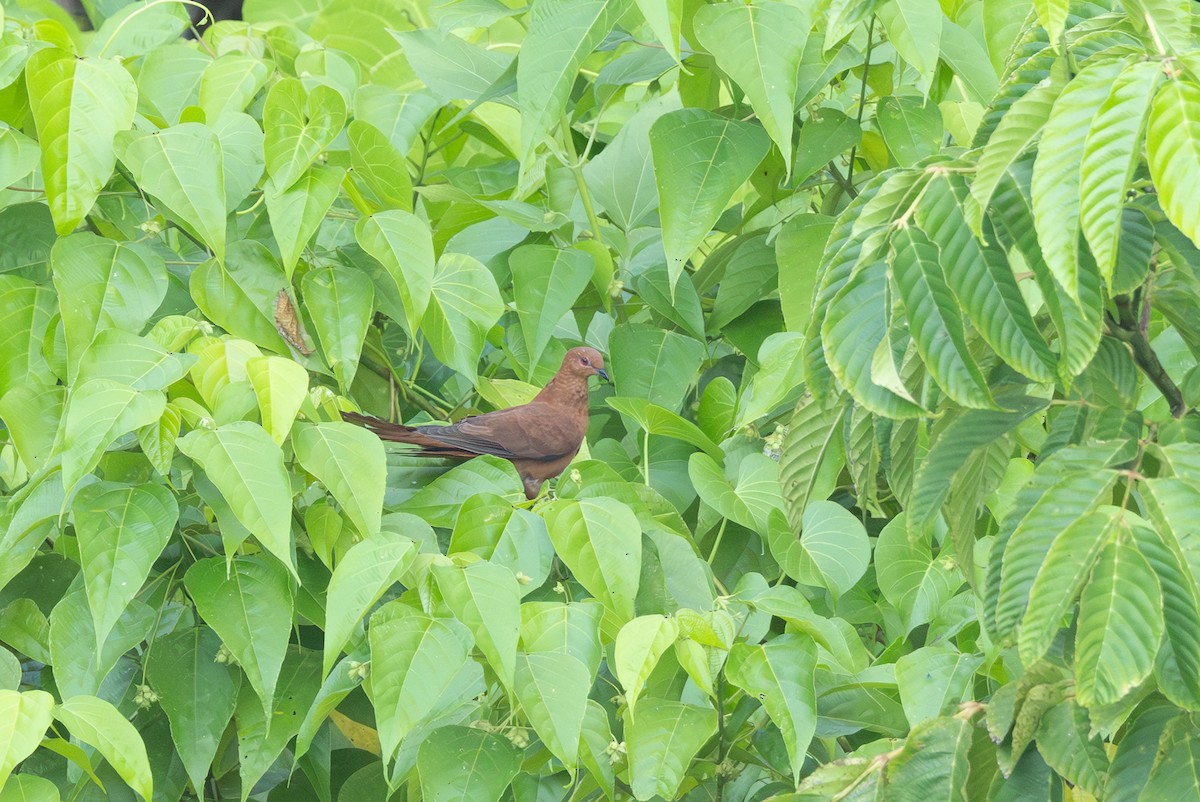 Spot-breasted Cuckoo-Dove - ML640686709