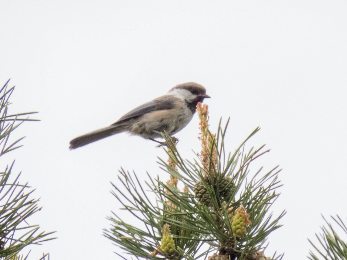 Gray-headed Chickadee - ML640686750