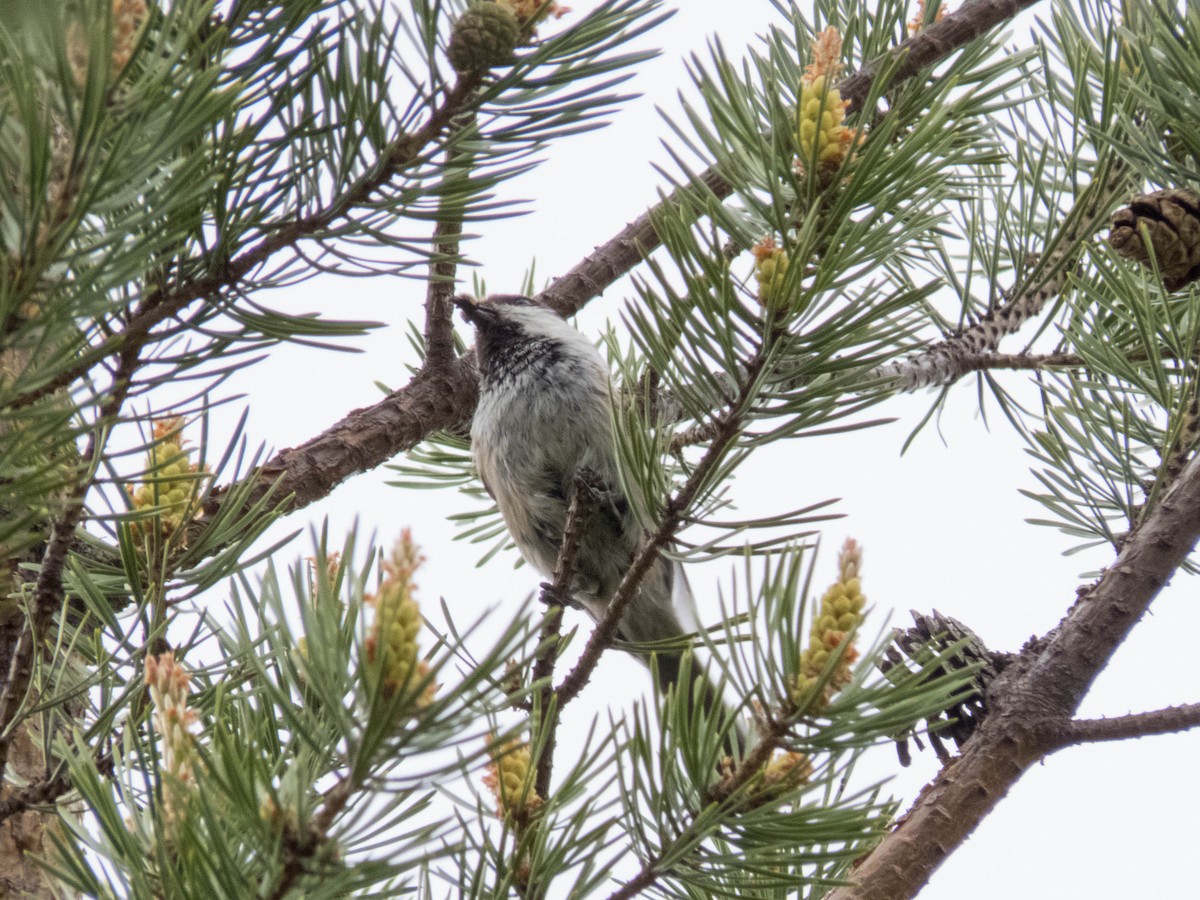 Gray-headed Chickadee - ML640686751
