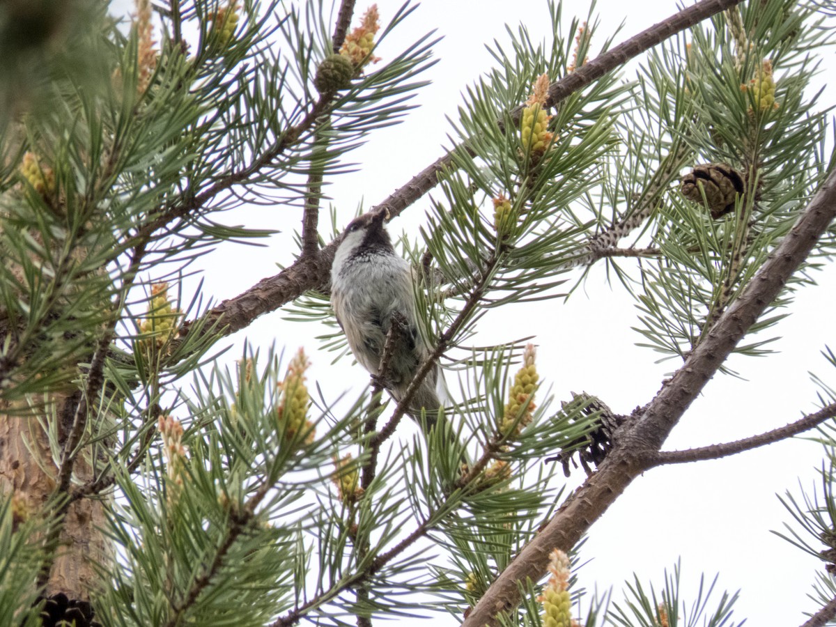 Gray-headed Chickadee - ML640686752
