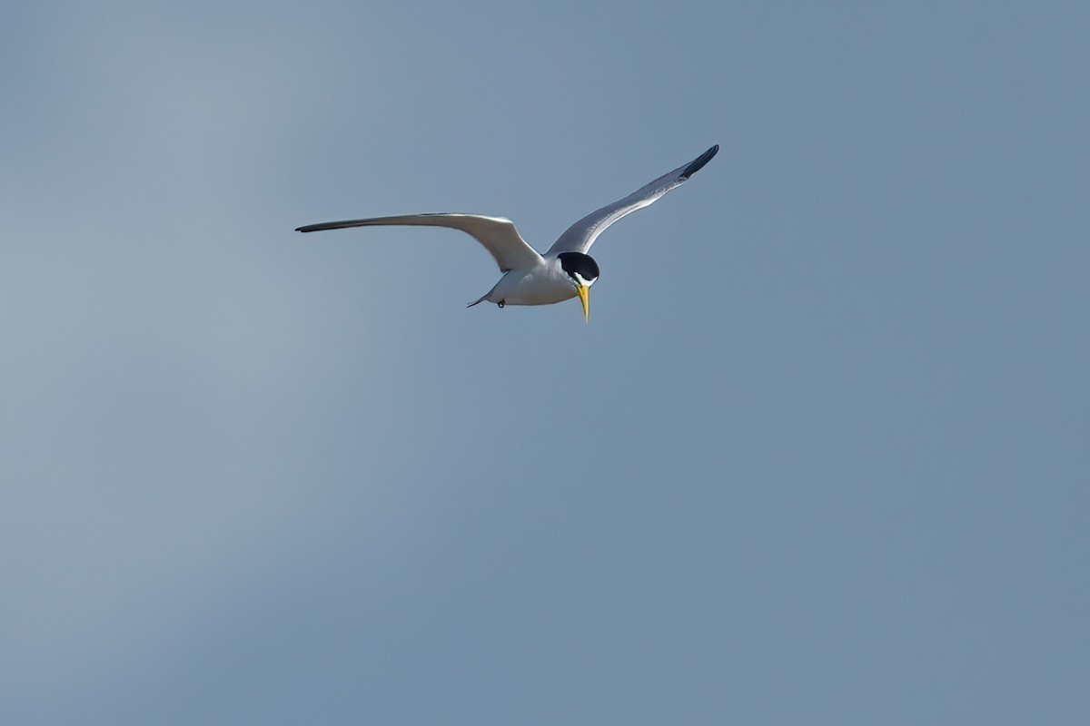 Yellow-billed Tern - ML640686765
