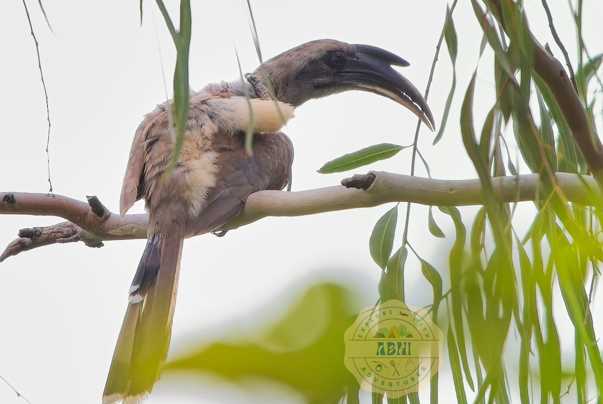 Indian Gray Hornbill - ML640686778