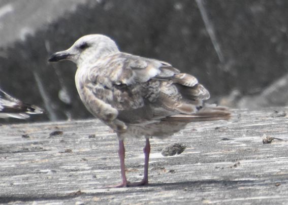 オオセグロカモメ - ML640686791