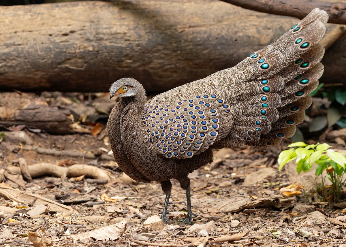 Gray Peacock-Pheasant - ML640686792