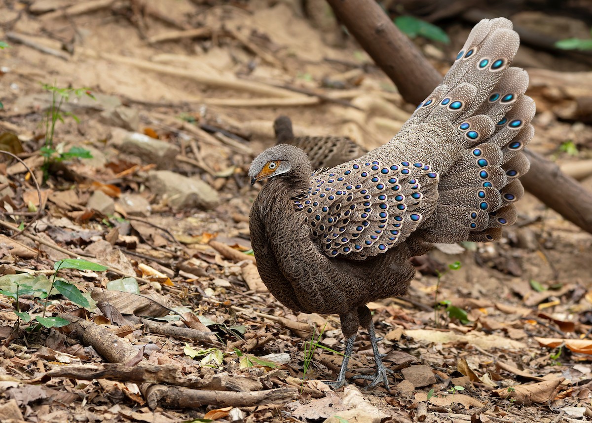 Gray Peacock-Pheasant - ML640686794