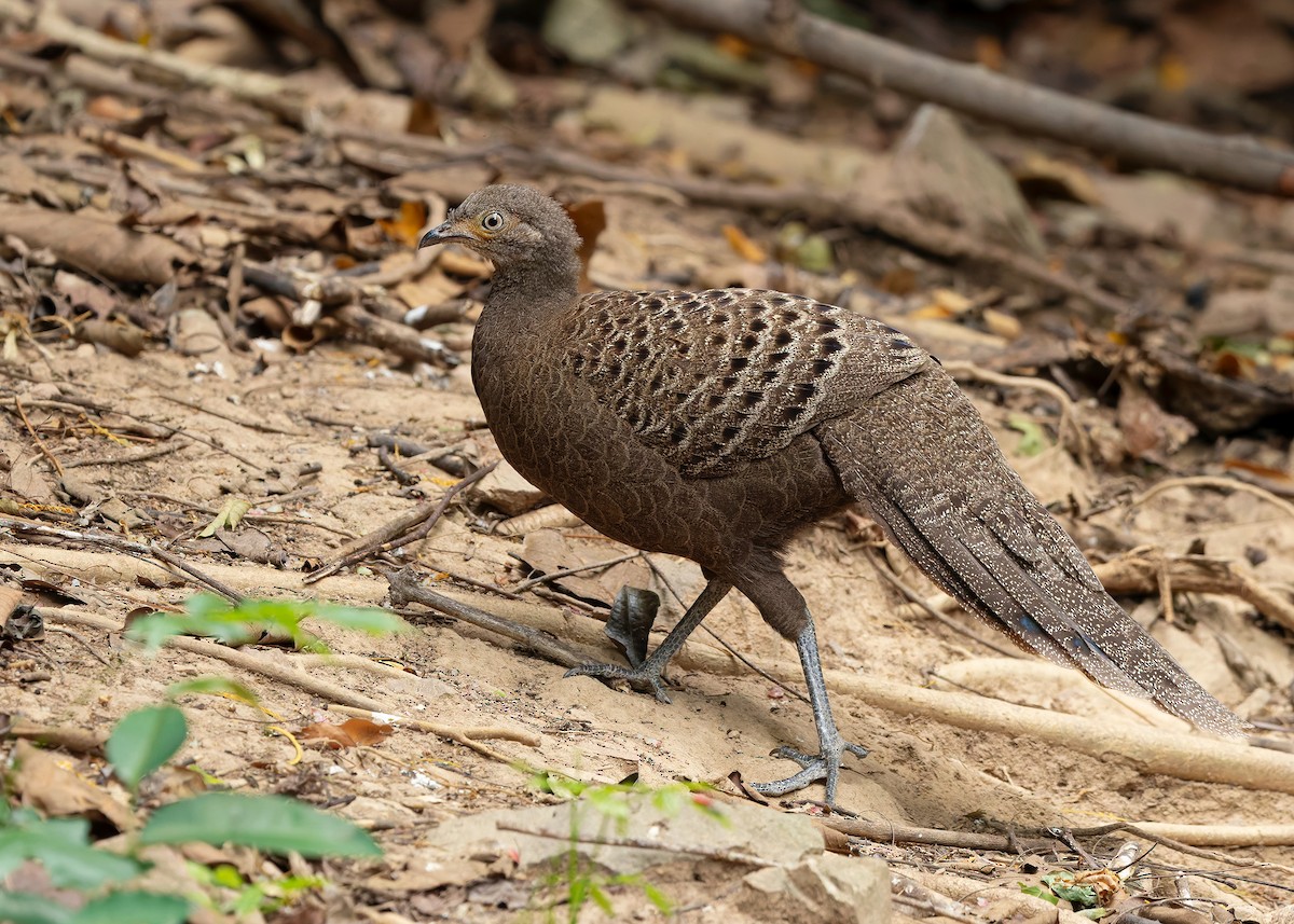 Gray Peacock-Pheasant - ML640686795