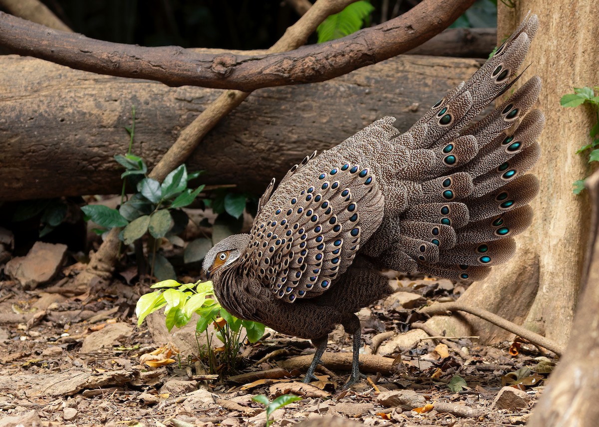 Gray Peacock-Pheasant - ML640686796