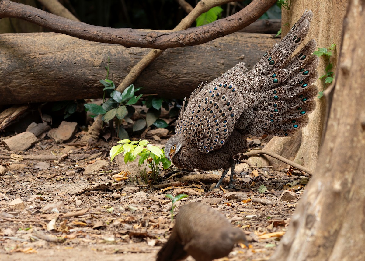 Gray Peacock-Pheasant - ML640686797
