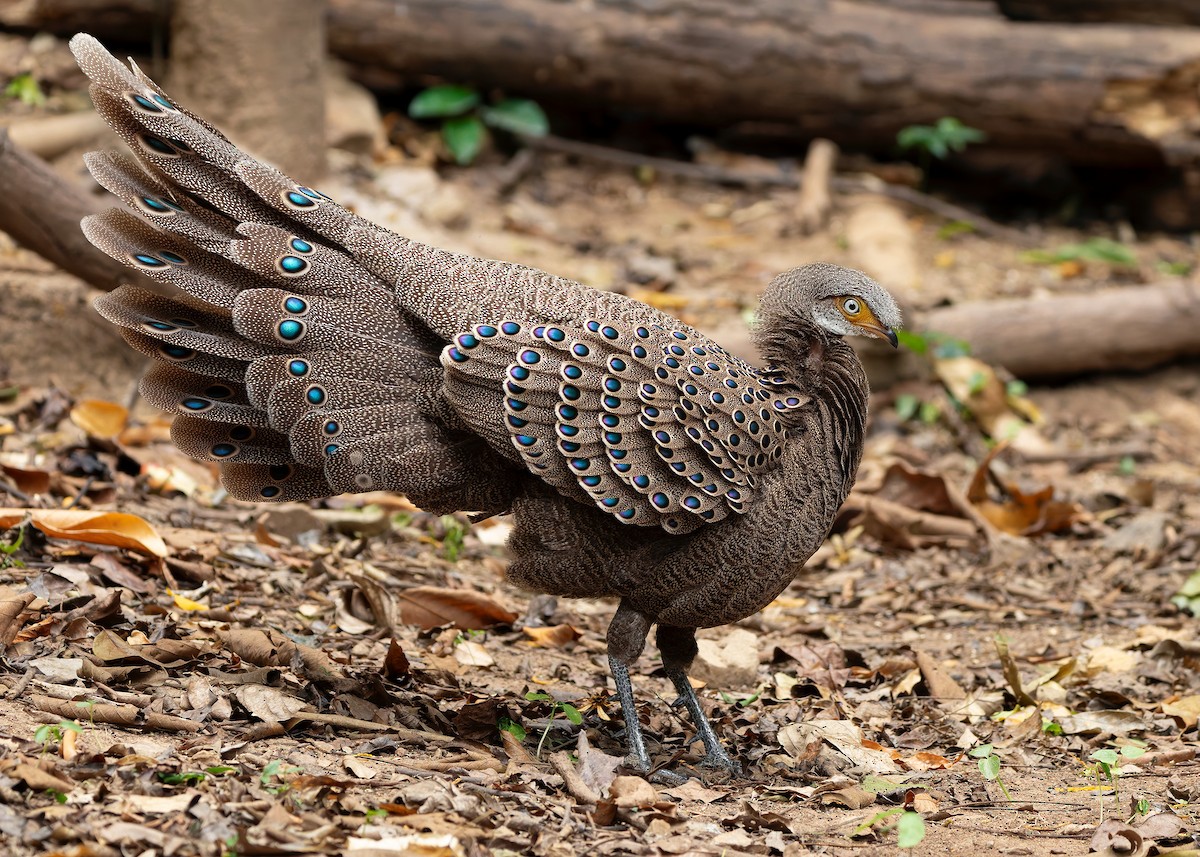 Gray Peacock-Pheasant - ML640686798