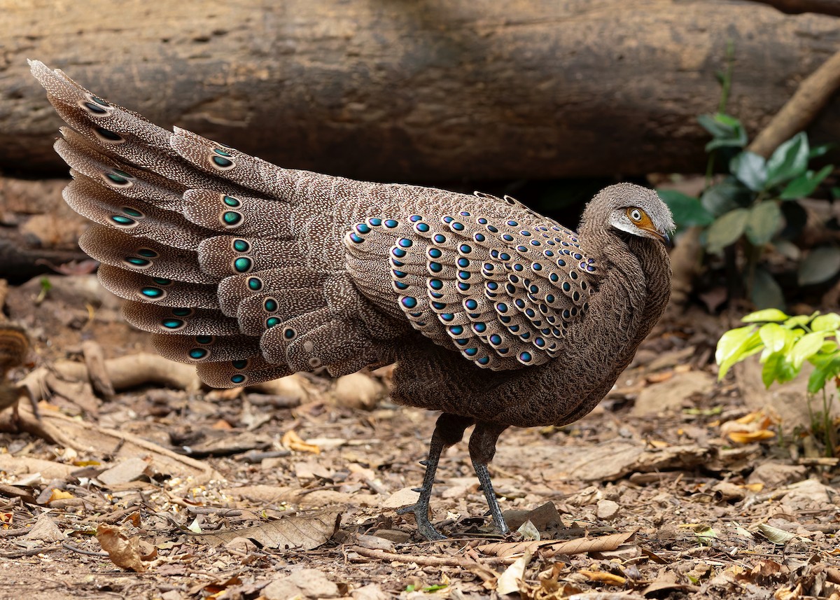 Gray Peacock-Pheasant - ML640686799