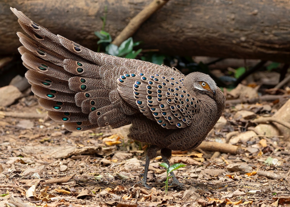 Gray Peacock-Pheasant - ML640686800