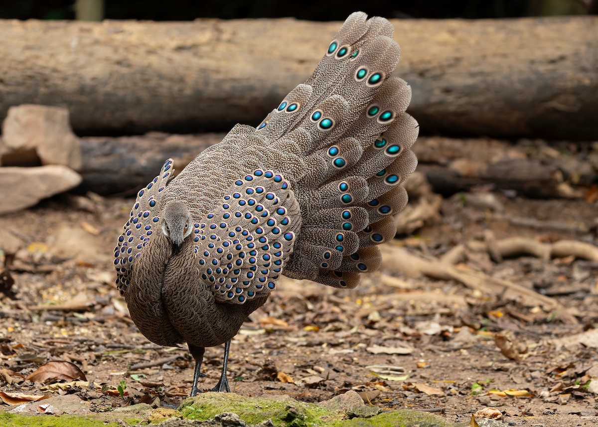 Gray Peacock-Pheasant - ML640686801