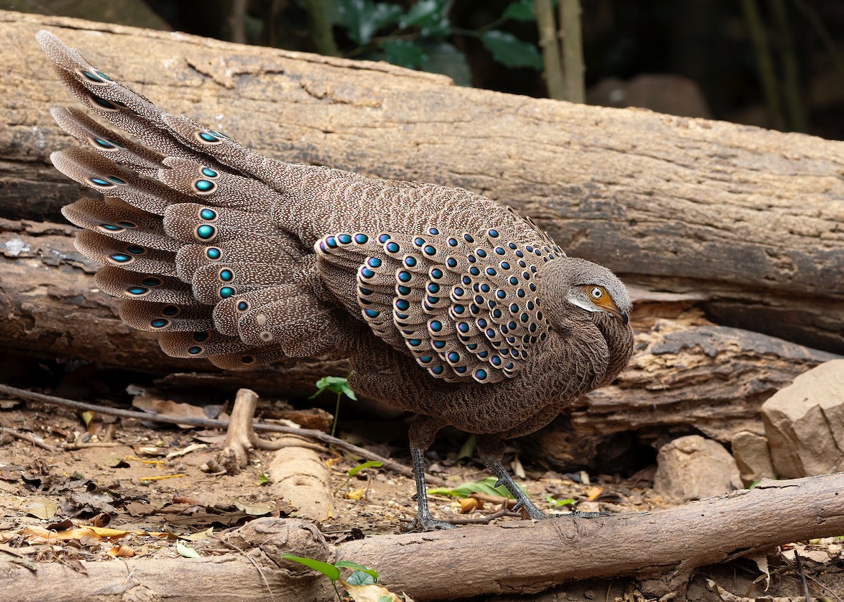 Gray Peacock-Pheasant - ML640686802