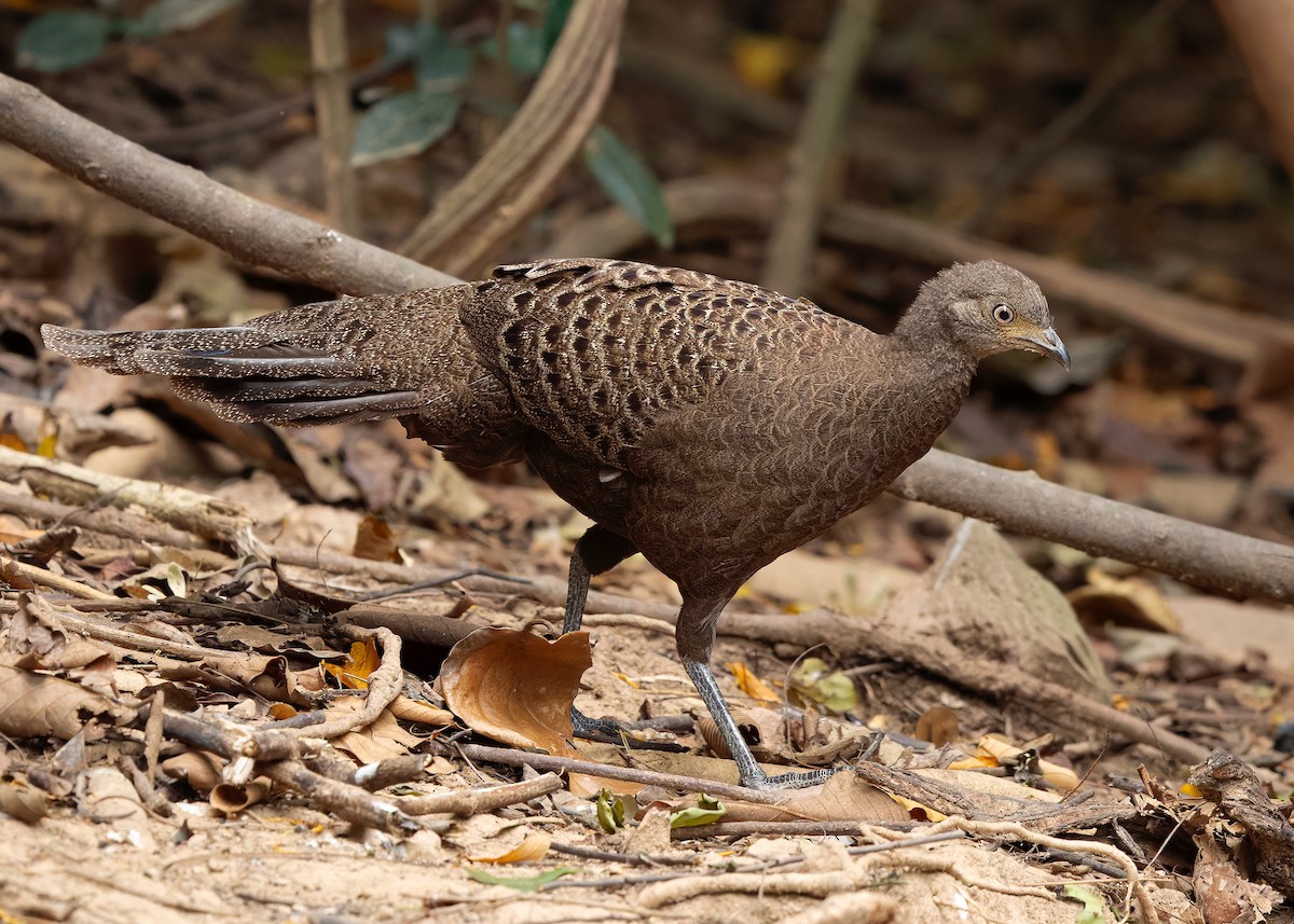 Gray Peacock-Pheasant - ML640686803