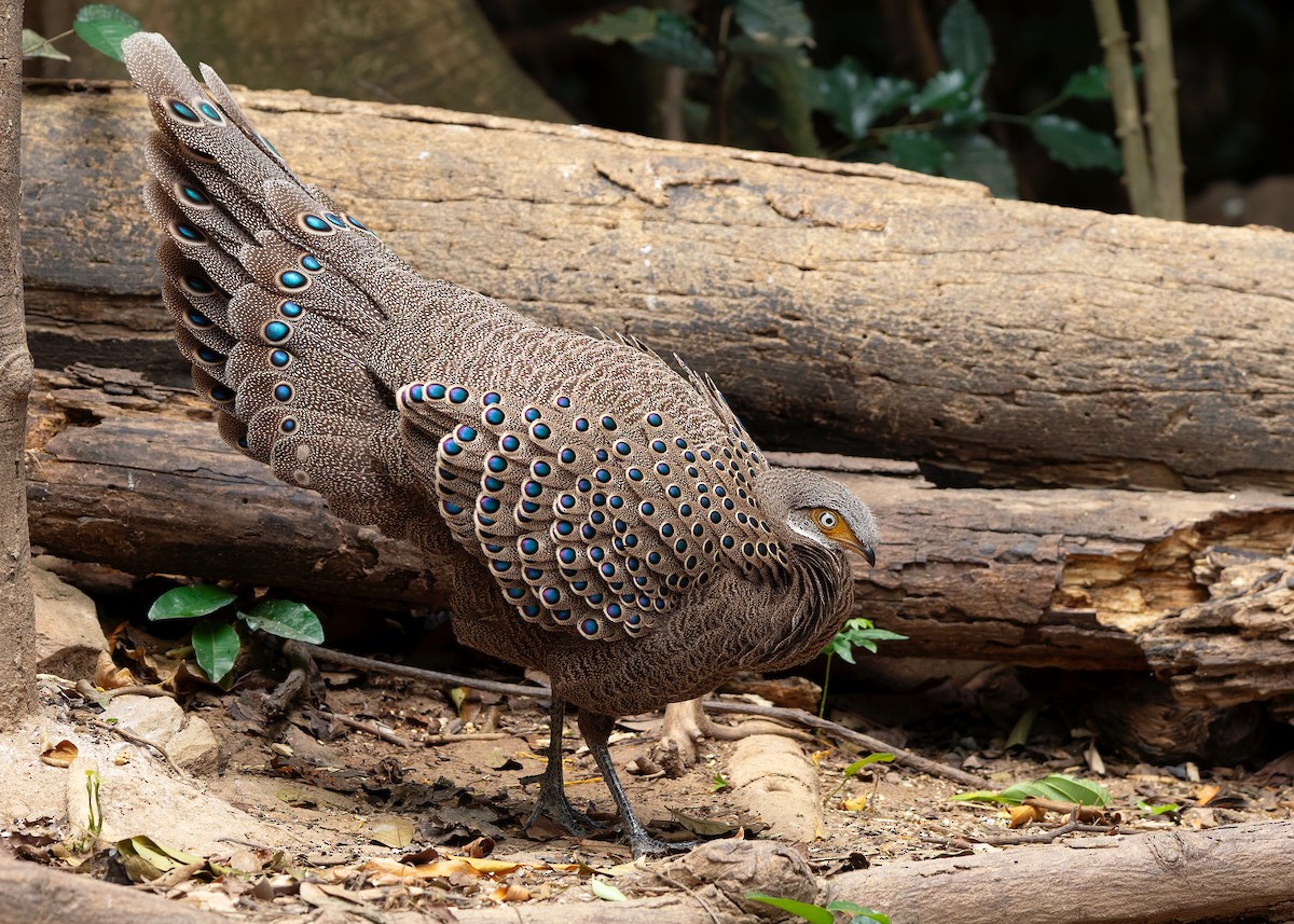 Gray Peacock-Pheasant - ML640686804