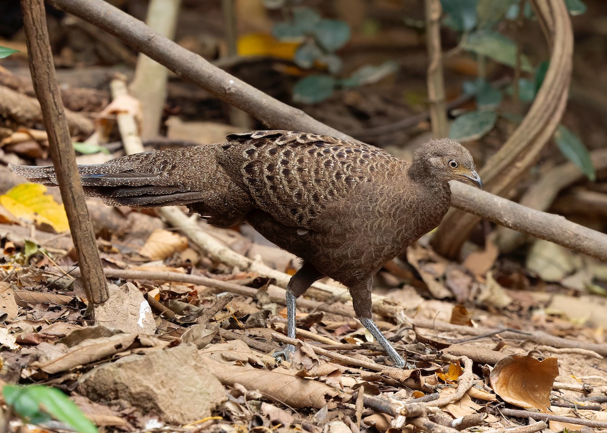 Gray Peacock-Pheasant - ML640686805