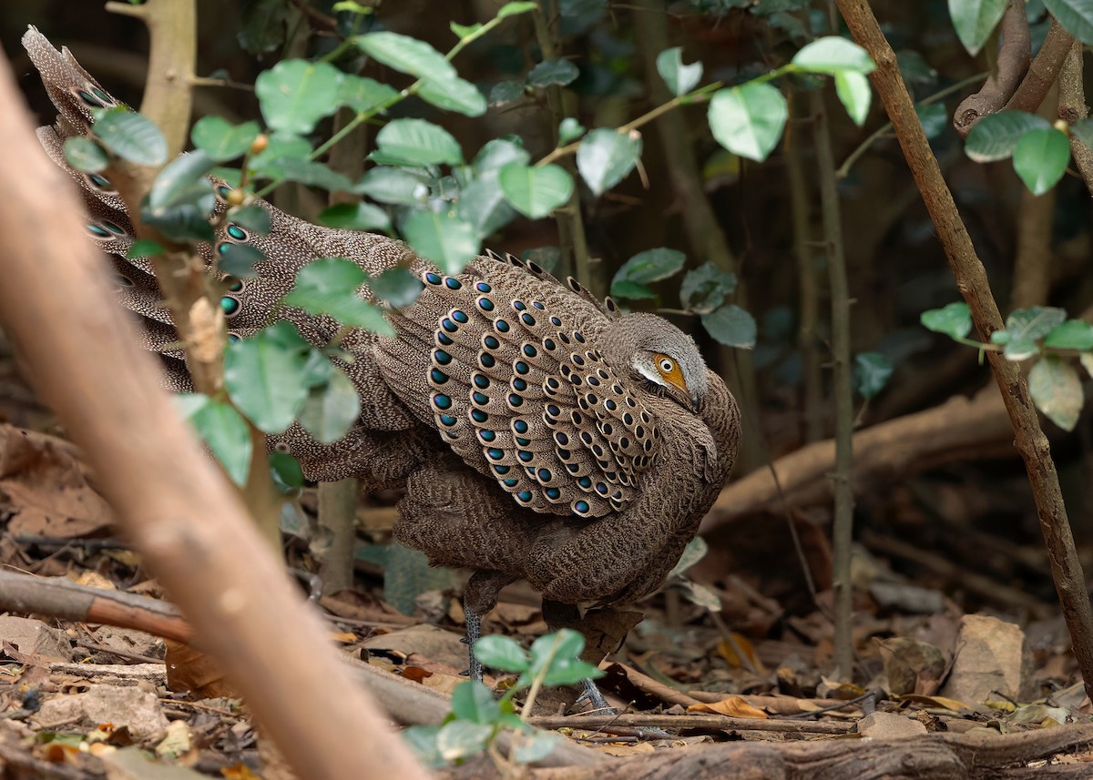 Gray Peacock-Pheasant - ML640686807