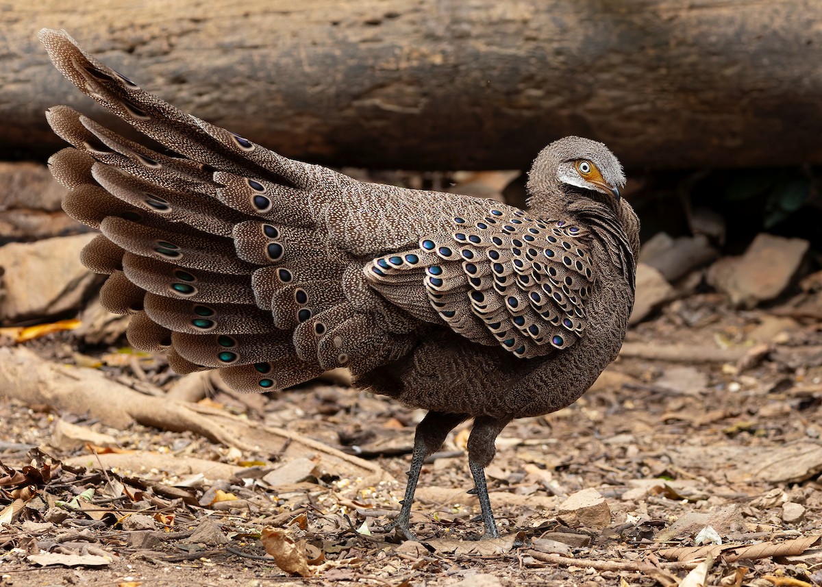 Gray Peacock-Pheasant - ML640686808