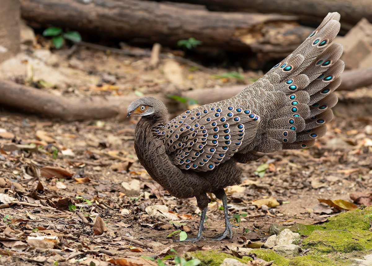 Gray Peacock-Pheasant - ML640686809
