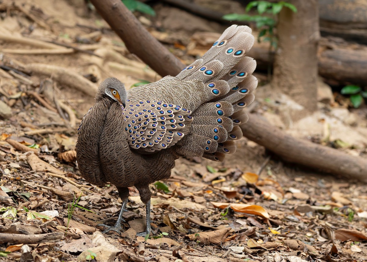 Gray Peacock-Pheasant - ML640686810