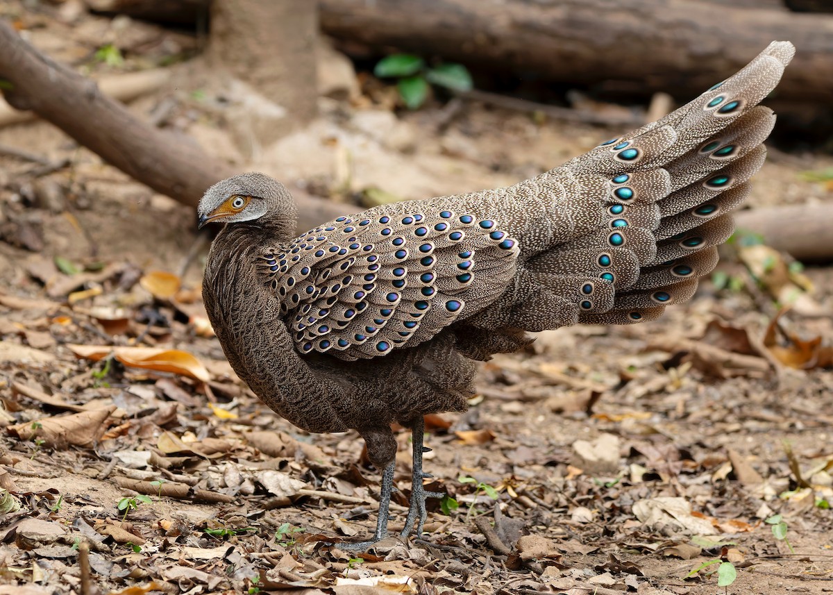 Gray Peacock-Pheasant - ML640686811
