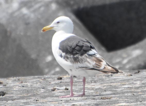 オオセグロカモメ - ML640686814