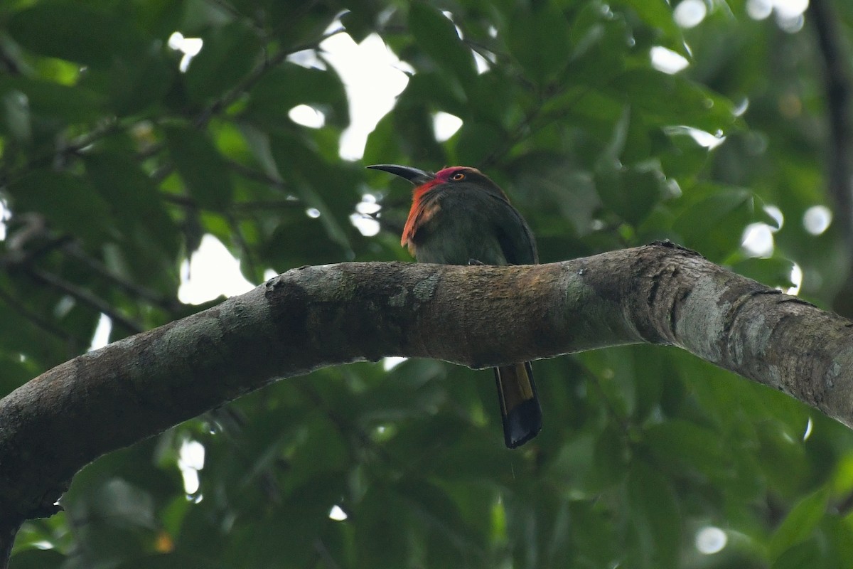 Red-bearded Bee-eater - ML640686826