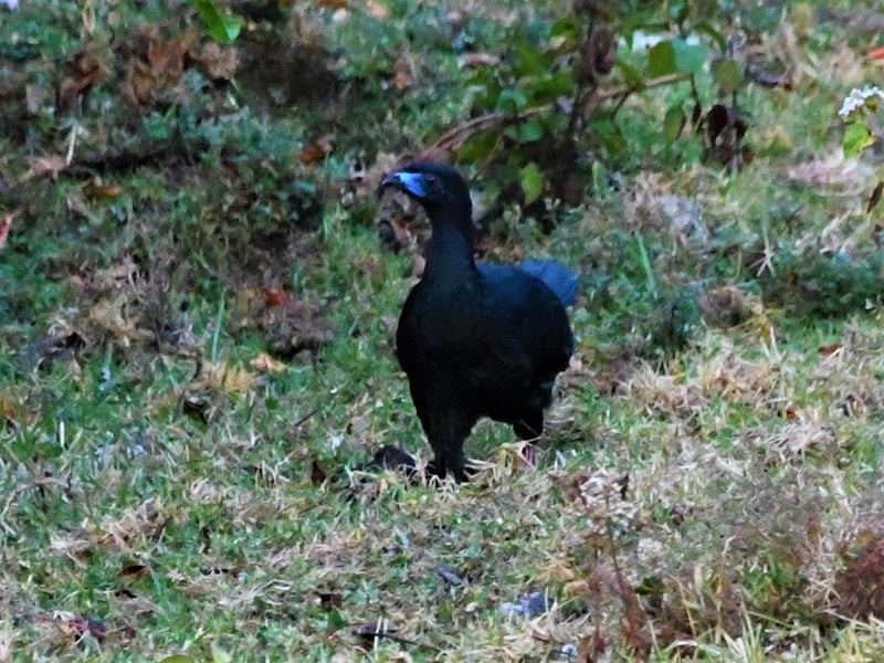 Schwarzguan - ML640686839