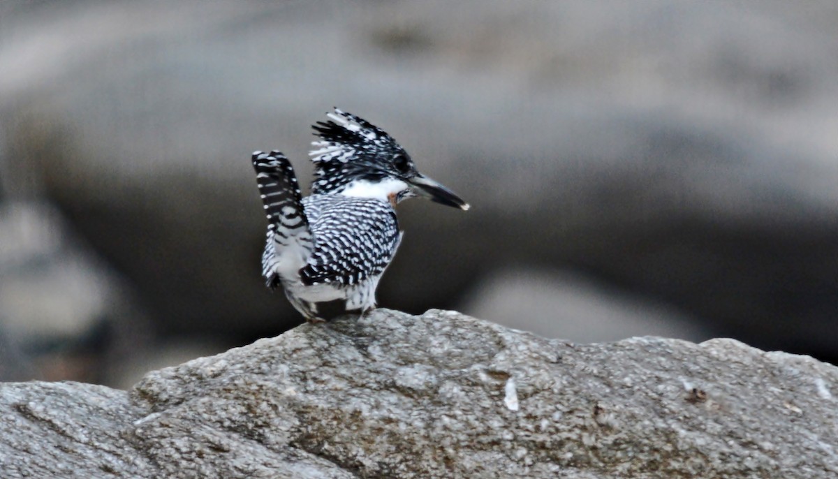 Crested Kingfisher - ML640686864