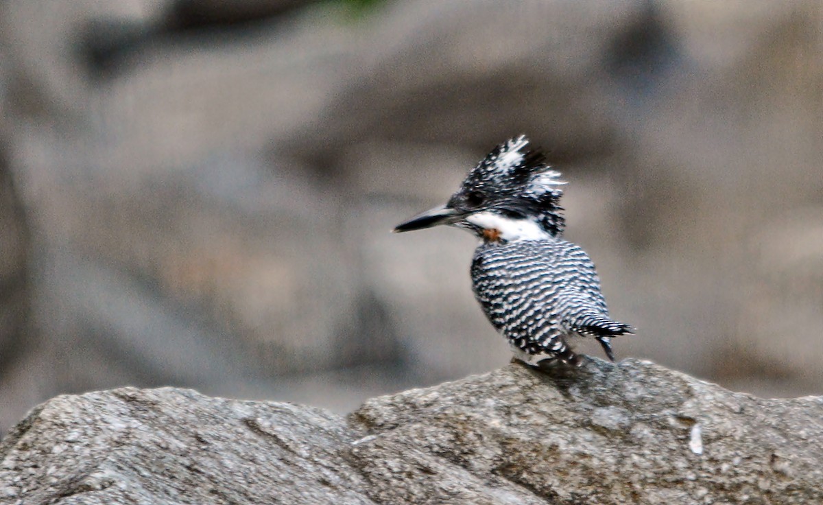 Crested Kingfisher - ML640686865