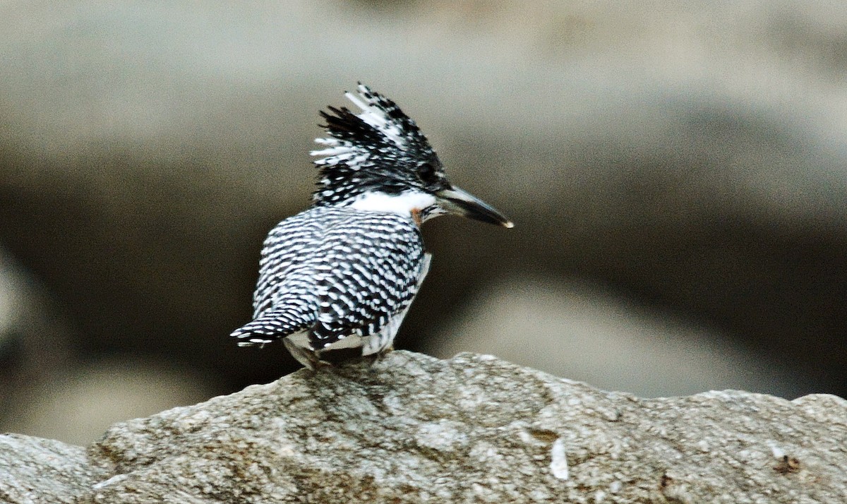 Crested Kingfisher - ML640686866