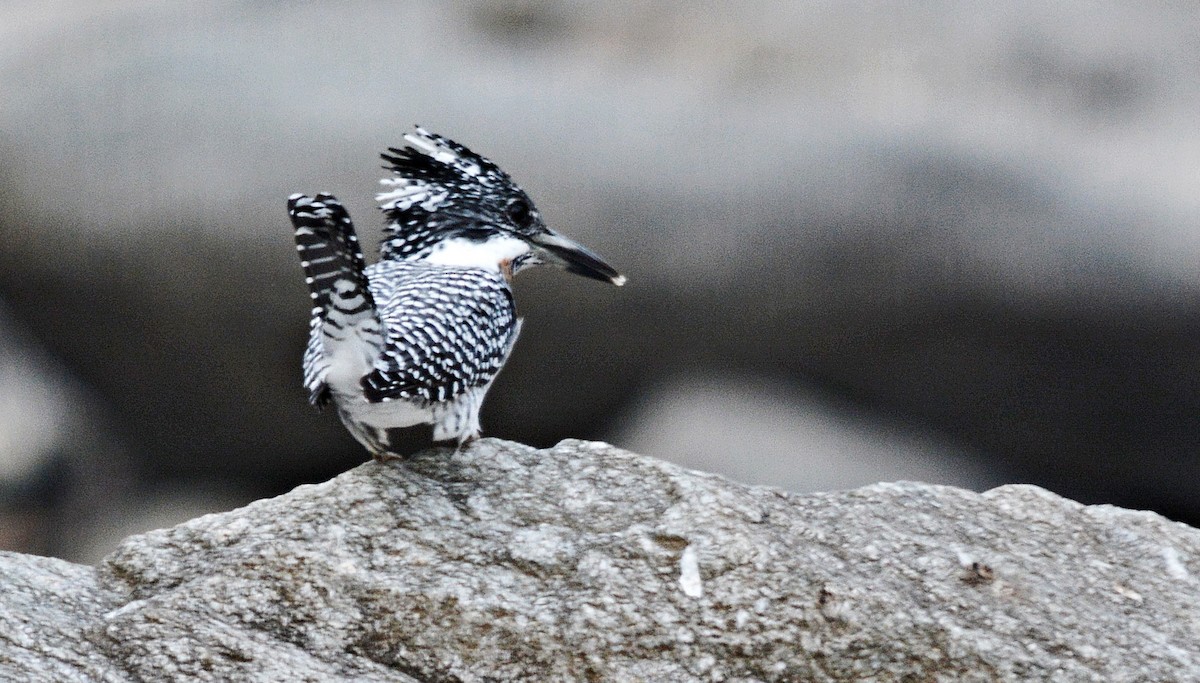 Crested Kingfisher - ML640686867