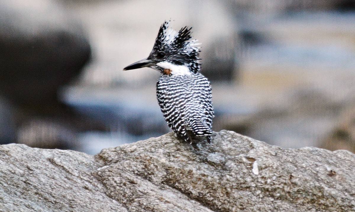 Crested Kingfisher - ML640686869